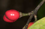 Southern spicebush <BR>Pondberry